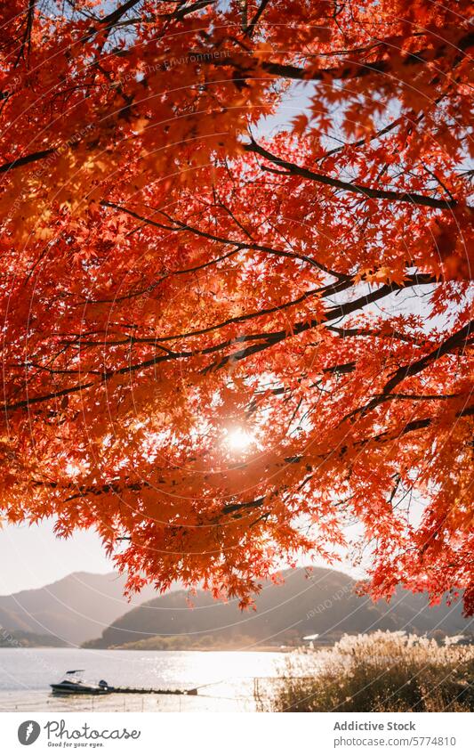 Herbstliche Gelassenheit an einem japanischen See Japan reisen Boot Ahorn rot Blatt Laubwerk Sonnenlicht malerisch Natur Wasserseite im Freien pulsierend