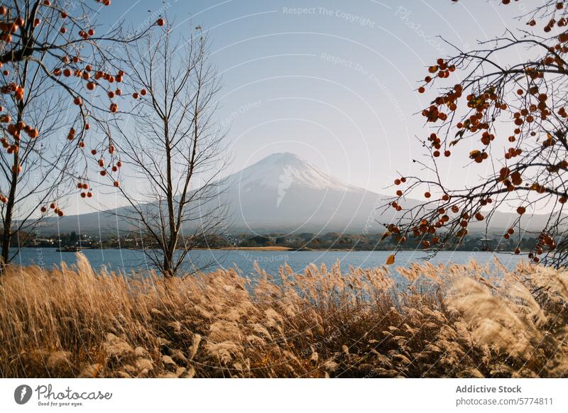 Gelassene Herbstlandschaft mit Berg Fuji und See Fuji Berg Landschaft Gelassenheit Japan reisen Natur blau Himmel übersichtlich golden Gras Baum Ast friedlich