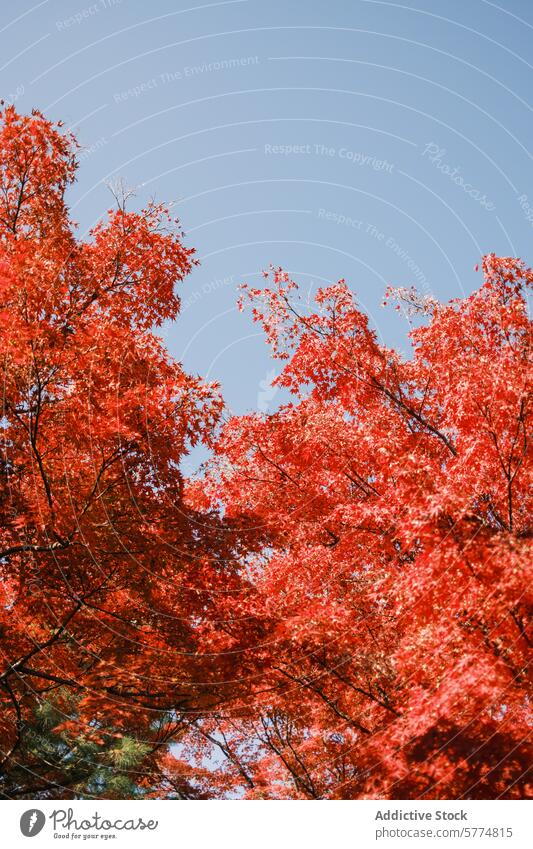 Herbstpracht in Japan mit leuchtend roten Ahornblättern reisen Blatt Baum Natur fallen Laubwerk pulsierend blau Himmel übersichtlich Saison im Freien Schönheit