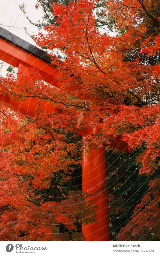 Herbstliche Szenerie an einem traditionellen japanischen Schrein Japan reisen Blätter rot torii Gate Tradition natürlich Schönheit Kultur Tourismus Laubwerk