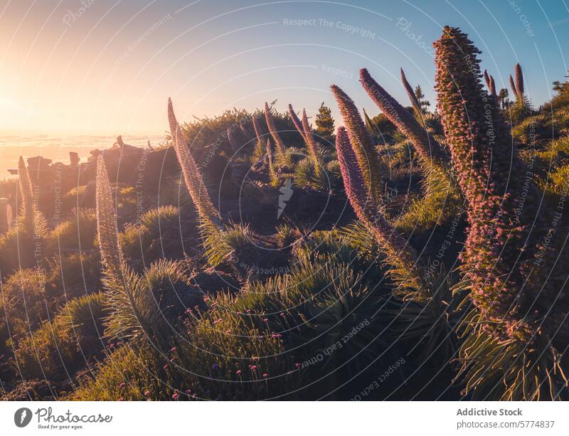 Der Sonnenuntergang erhellt die einzigartige Flora der Insel La Palma Spanien glühen warm Gelassenheit heimatlich majestätisch Blüte Himmel Landschaft Natur