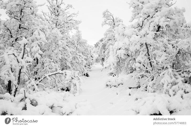 Schneebedeckter Eichenwaldweg im Winter Wald Weg Bäume Monochrom Gelassenheit Decke weiß Kaskade Natur kalt ruhig Wildnis Landschaft im Freien Frost Waldgebiet