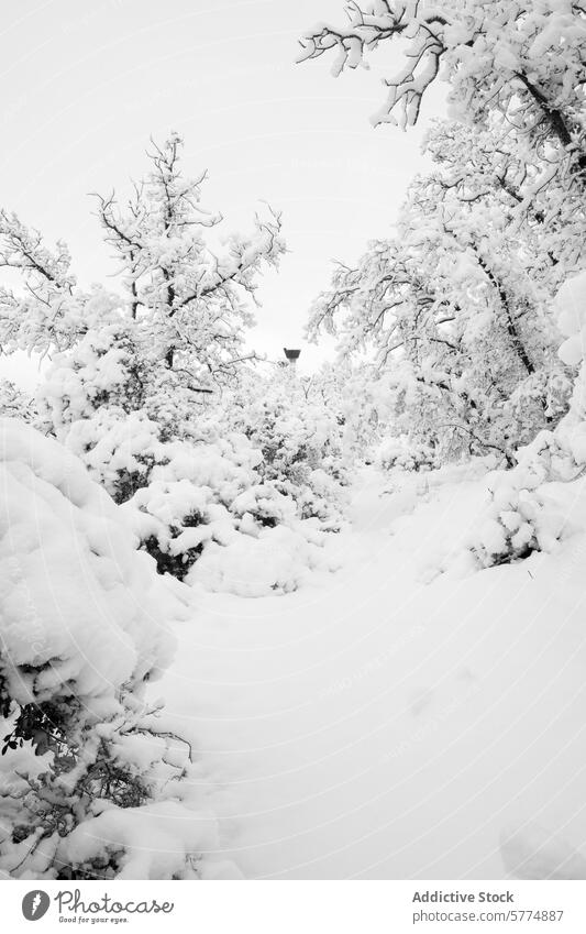 Schneebedeckter Kaskaden-Eichenwald in Winterruhe Wald Baum Gelassenheit ruhig weiß Landschaft Natur kalt Saison Ast Decke Teppich schwer Windstille Frieden