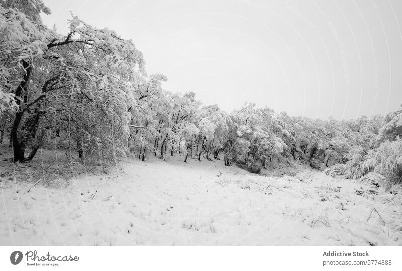 Winterlicher Kaskaden-Eichenwald mit Schnee bedeckt Wald Natur Kaskadeneiche Baum Waldgebiet ruhig Gelassenheit Schönheit malerisch frostig weiß kalt Saison