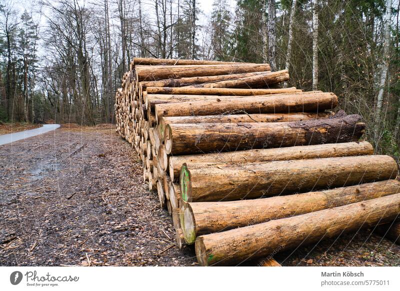 Gestapelte Baumstämme am Straßenrand im Wald. Baummaterial Totholz gestapelt Holz geschnitten Stapel Lager geschält regenerativ Sägewerk Jahresringe