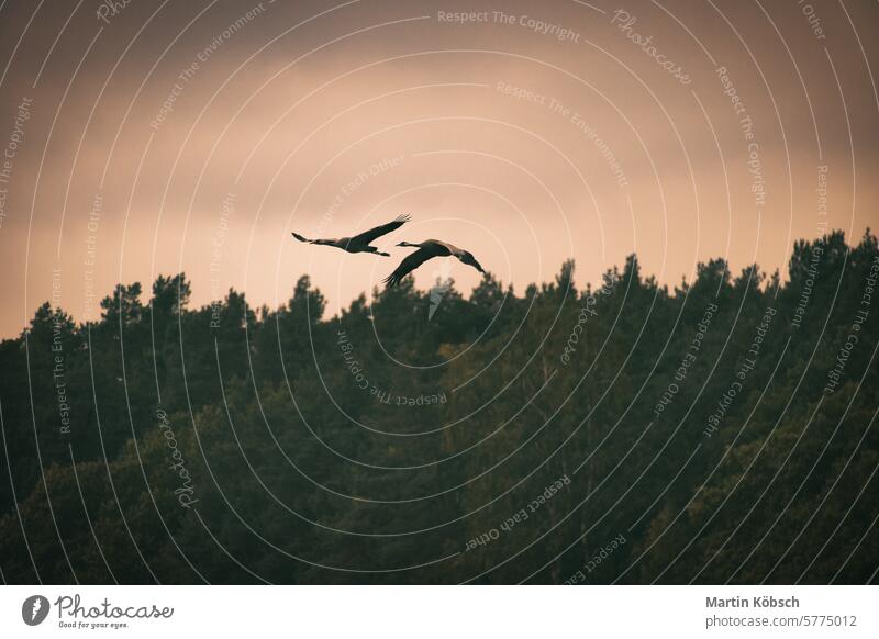 Kraniche fliegen bei Sonnenuntergang über Bäume in einem Wald. Zugvögel auf dem Darss Feld Vögel Ornithologe Darß Tier Saison Abenteuer Landschaft migratorisch