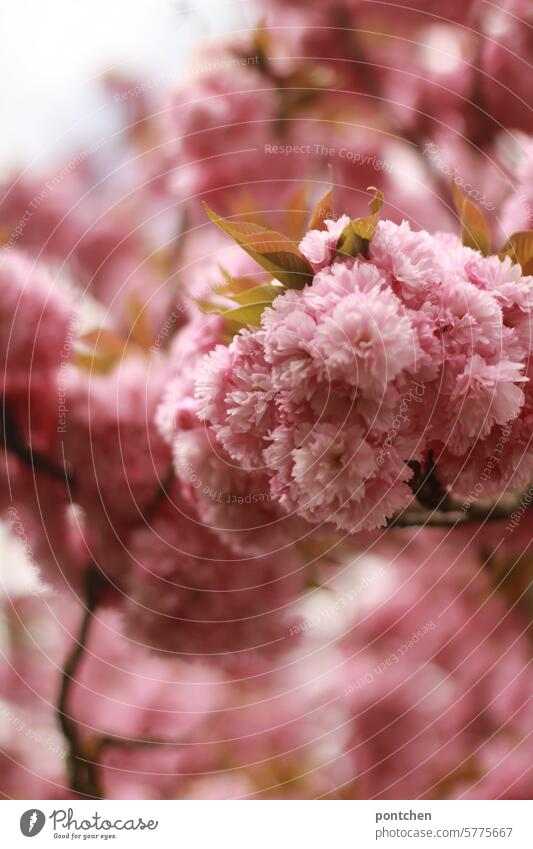 nahaufnahme von kirschbaumblüten. rosa pracht frühling natur Kirschblüten Blühend Frühlingsgefühle weich schönheit Pflanze