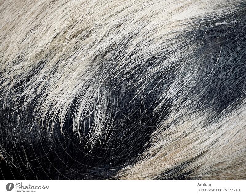Bentheimer Landschwein Schwein Tier Sau Borsten gefleckt Haare Flecken schwarz weiß Säugetier Nutztier Bauernhof