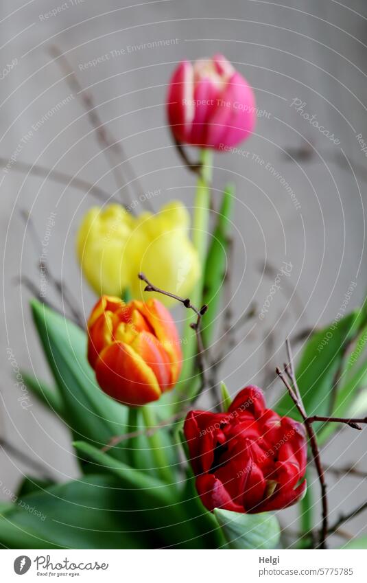 Tulpen und Zweige III Tulpenblüte Blumenstrauß blühen Frühling Blatt Blüte Pflanze Blühend Farbfoto Dekoration & Verzierung Innenaufnahme Nahaufnahme