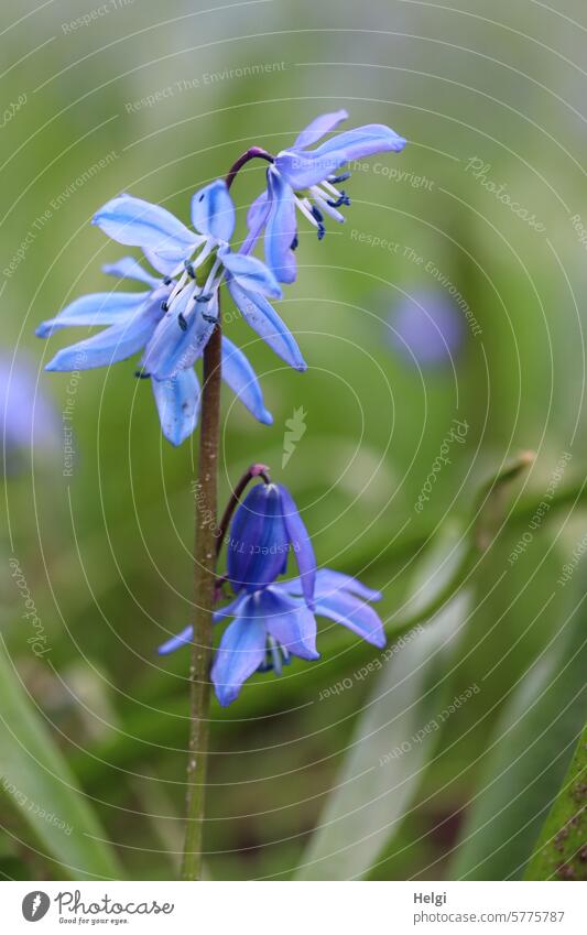 Scilla Blaustern Blume Blüte Frühblüher Frühlingsblume Zierpflanze Spargelgewächs Szilla Blütenstand Zwiebelpflanze Froschperspektive Nahaufnahme Natur Pflanze