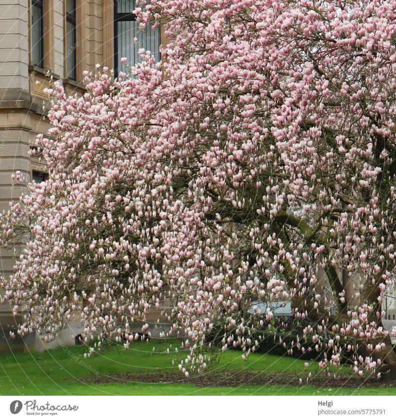 Frühlingsblütentraum in rosa Magnolie Magnolienbaum Magnolienblüte Blütenpracht blühen Haus Gebäude Rasen wachsen Natur Blühend Magnoliengewächse schön