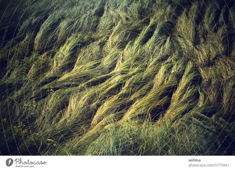 Manchmal, wenn ich Langeweile habe, gehe ich in den Wald, Gras flechten Waldhaar grünes Gras Waldgras Sturm Carex brizoides Zittergras-Segge Teppichsegge