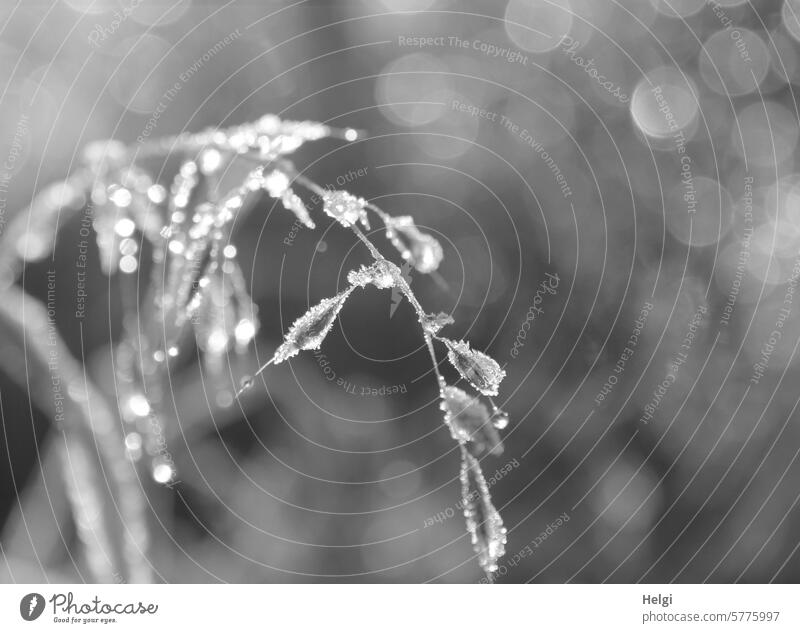 Eisperlen am Grashalm Eiskristalle Winter Frost Kälte Nahaufnahme Makroaufnahme kalt frostig Natur Pflanze gefroren Winterstimmung frieren winterlich