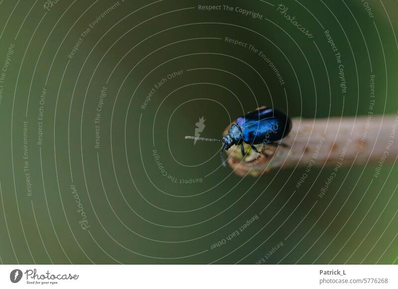 Das Bild zeigt einen metallisch blau glänzenden Käfer auf einem dünnen Ast vor einem verschwommenen grünen Hintergrund. insekt pflanze flügel macro Insekt Tier