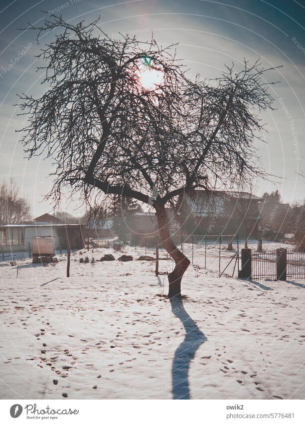 Schattenlänge Baum kahl Winter Schneedecke verschneit Sonnenlicht Gegenlicht Baumschatten Garten Gebäude Zaun karg Zweige u. Äste Natur Außenaufnahme