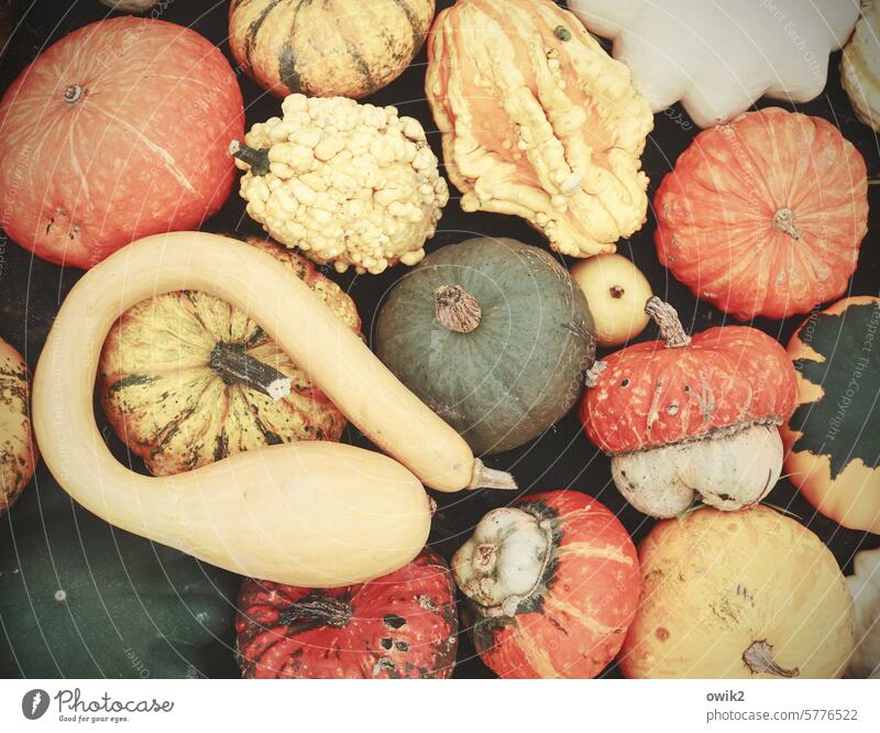 Bunte Früchte Zierkürbisse Gartenfrüchte viele Kürbiszeit Zierpflanze Erntedankfest Farbfoto herbstlich Gemüse dekorativ Herbst Dekoration & Verzierung bunt