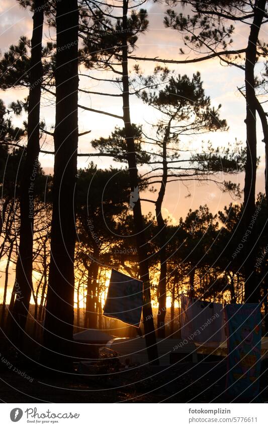 Wäscheleine unter Pinien im Sonnenuntergang Handtuch Pinienwald Camping hängen Sommer lüften Waschtag Abendlicht draußen aufhängen Decke campen Urlaub