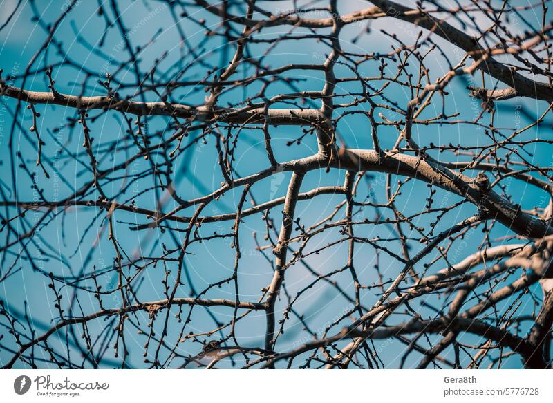 Baumzweig ohne Blätter gegen den blauen Himmel abstrakt Herbst Hintergrund schön Ast Zweig ohne Blätter Farbe Umwelt Wald Garten Landschaft natürlich Natur