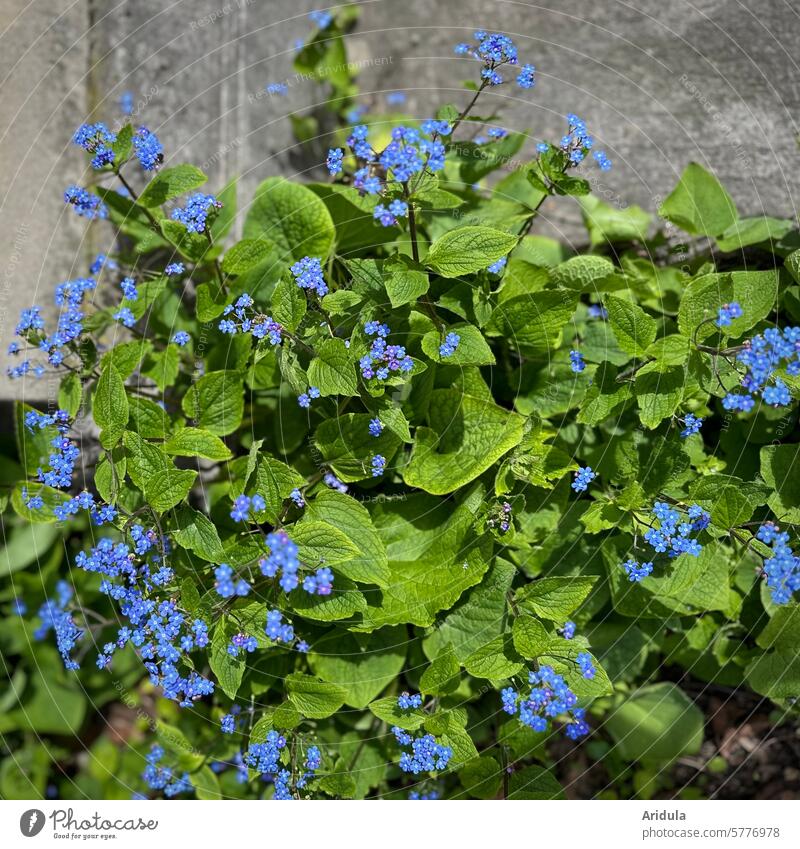 Blühender Vergissmeinnicht Frühling Sonne blau Blütrn klein Stein Beet Blume Pflanze Garten schön Sonnenlicht Vergißmeinnicht