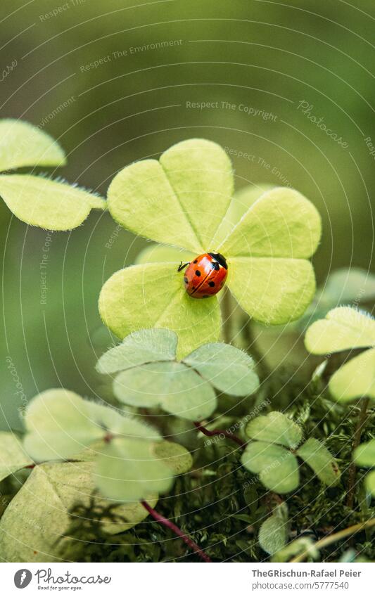 Marienkäfer sitzt auf einem Kleeblatt alles ist schön grün rot Glück Glücksbringer Käfer Natur Insekt Farbfoto Nahaufnahme Makroaufnahme Außenaufnahme herzform