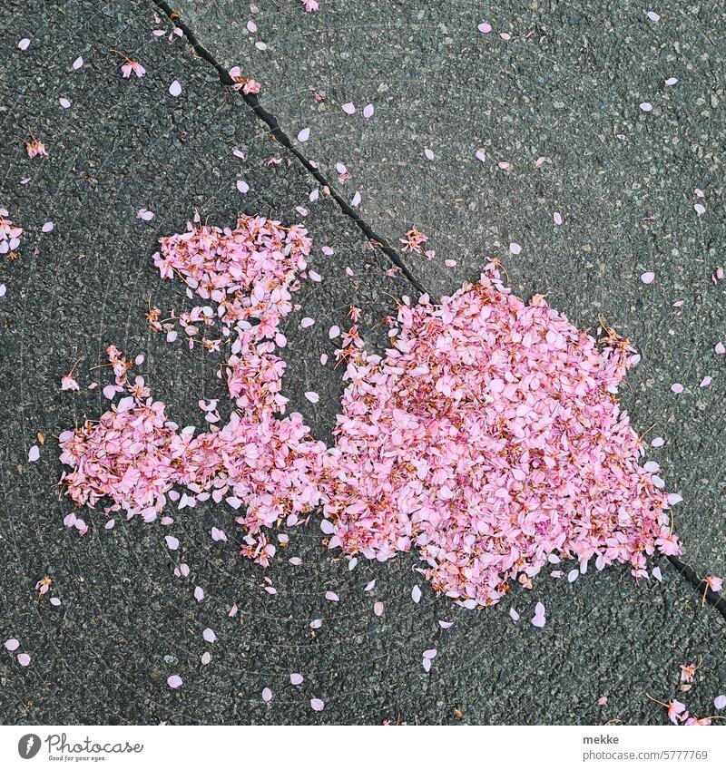 senk ju for treweling | Dampflok aus Kirschblüten Blüten Blätter Blütenblätter Frühling zarte Blüten blühen verblüht Blütezeit romantisch blühend Straße Fußweg
