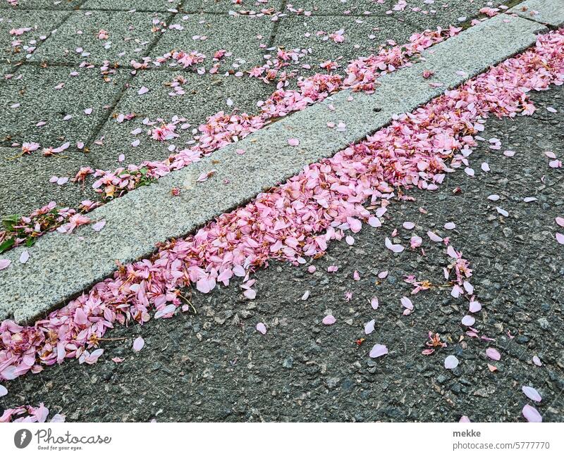 Natürliche Gehwegdekoration Blüten Blätter Blütenblätter Frühling zarte Blüten blühen verblüht Blütezeit romantisch blühend Straße Fußweg liegen verweht Wind