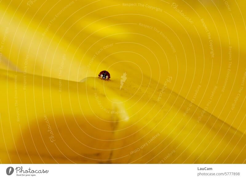 Ein Marienkäfer sieht gelb gelber Hintergrund Käfer krabbeln zitronengelb farbig farbenfroh Insekt klein winzig Nahaufnahme Makroaufnahme Glück