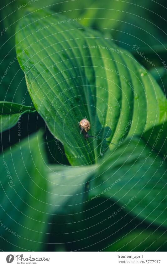 Schneller als mein Schatten | Schnecke auf einem Maiglöckchenblatt, das Sonnenlicht erzeugt ihren Schatten darauf Schneckenhaus Weichtier Tier Natur Fühler