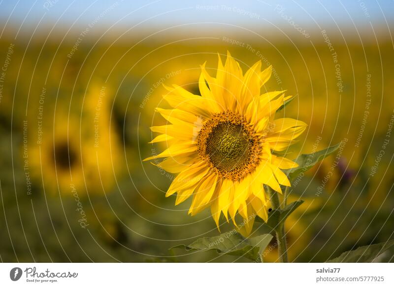 * 1900 * | Sonnenblumen Sonnenblumenfeld Sommer Blüte Pflanze Blühend Blume Feld gelb Natur Nutzpflanze Farbfoto Sonnenlicht Schönes Wetter Menschenleer