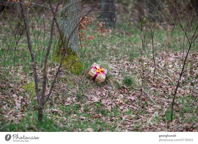 Ein Ostergeschenk mit Schleife liegt hinter einer Anhöhe im Wald hinterm Baum. Der wald ist kahl, das Laub des letztes Herbstes liegen herum. Ostern Geschenk