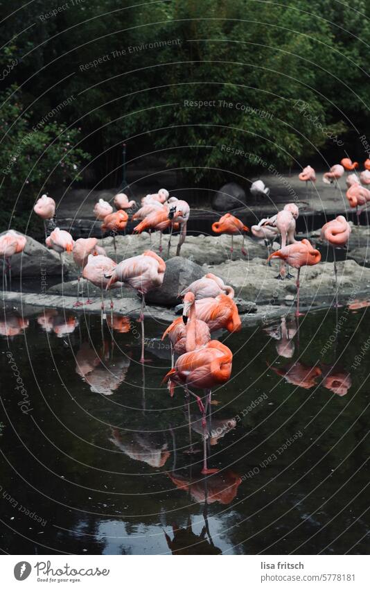 rumstehen Flamingos Wasser Tierwelt Vogel Ferien & Urlaub & Reisen Natur Farbfoto