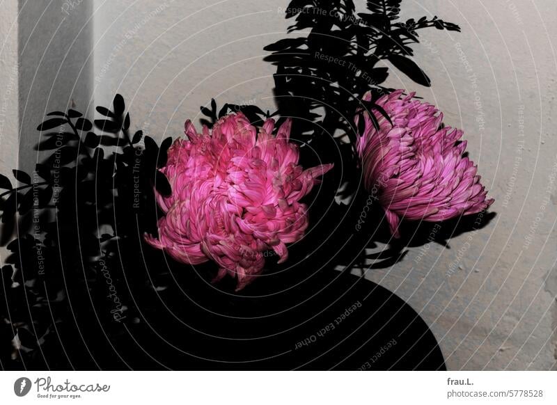 Chrysantheme Blume Pflanze Natur Blüten Blumenstrauß pink Vase Wand