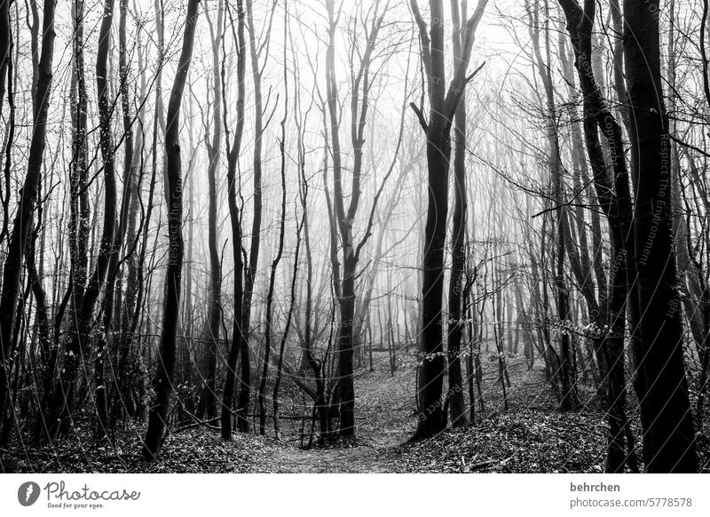 traurigkeit geheimnisvoll schön Wald Sträucher Baum Natur Pflanze Jahreszeiten stille Baumstamm Nebel Schatten Bäume dunkel hell Traurigkeit melancholie