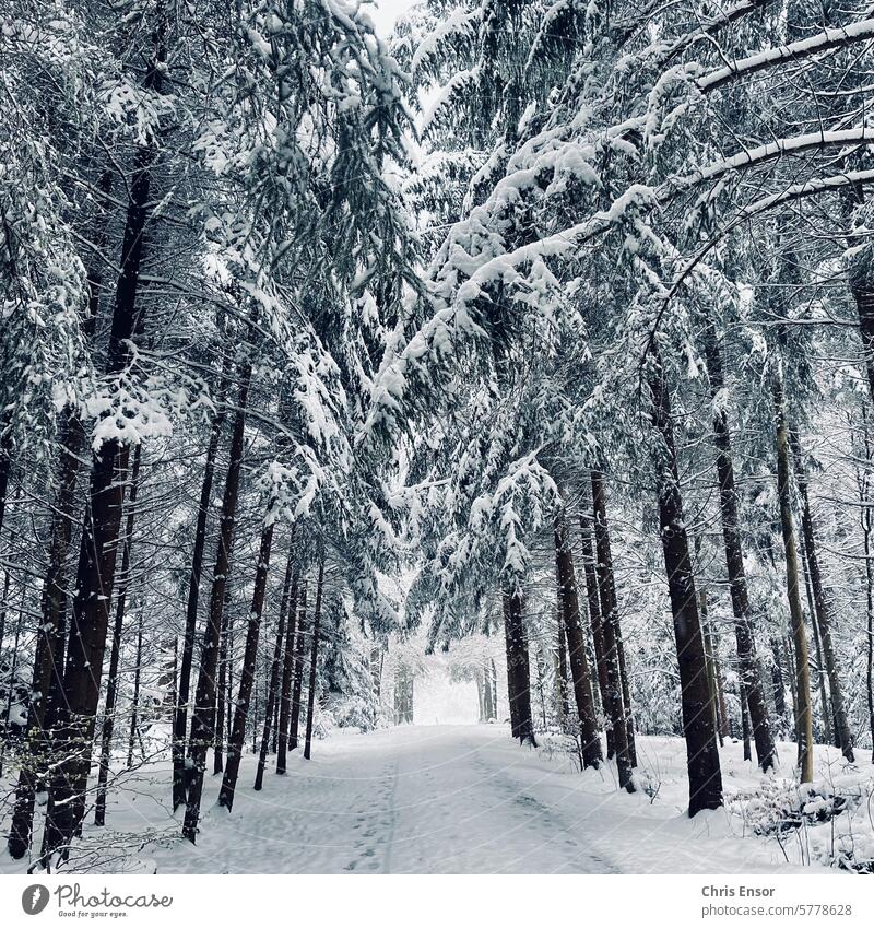 Schnee im Wald Spuren Winter Monochrom Bäume Weg Fußspuren
