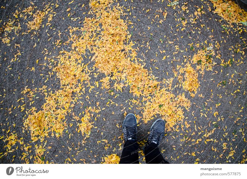 automne de Belgian Umwelt Herbst Baum Blatt Wald Fußgänger Straße Wege & Pfade Beton gehen laufen stehen wandern Fröhlichkeit kalt sportlich gelb gold orange