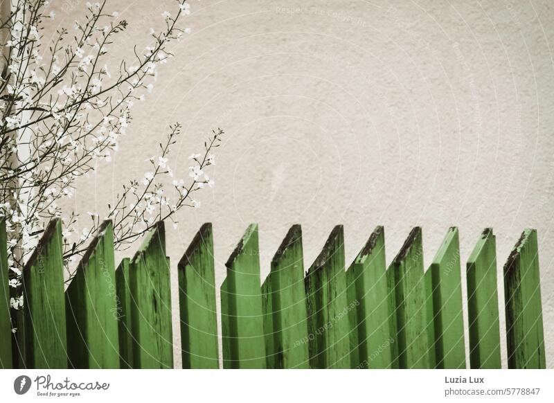 weiße Blüten hinter grünem Lattenzaun retro Detailaufnahme alt Gedeckte Farben Fassade Tag Außenaufnahme Farbfoto Wand heimelig altmodisch Alltagsdesign