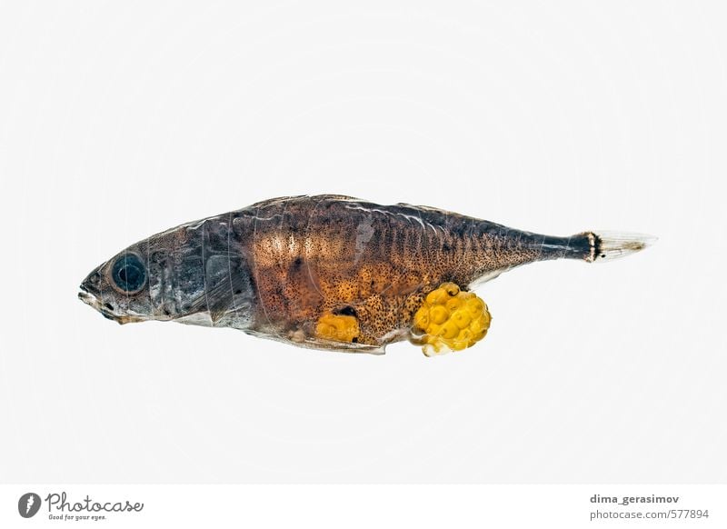 Toter Fisch. Natur Wasser 1 Tier mehrfarbig schön Farbfoto Nahaufnahme Makroaufnahme Menschenleer Vorderansicht