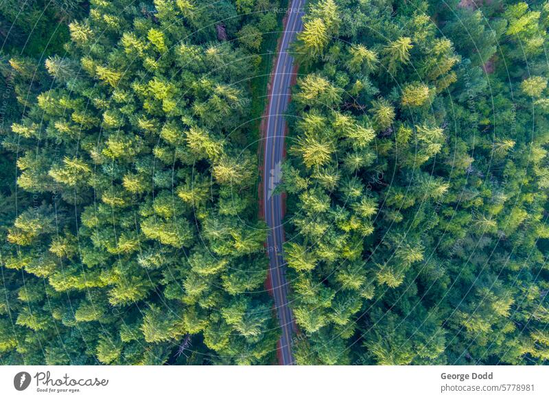 Straße in den Cascade Mountains Luftaufnahme Dröhnen Drohnenansicht Wald Bäume im Freien Washington State Kaskadengebirge Berge Bergkette Berge u. Gebirge
