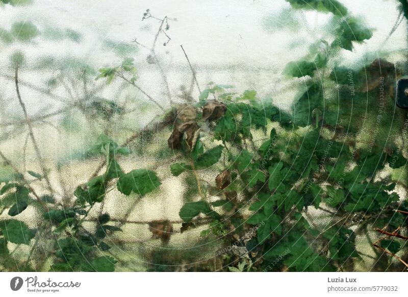 grüne Wildnis hinter Glas sommerlich Bushaltestelle Licht Fensterscheibe durchsichtig Wildpflanze Natur Frühling schemenhaft durchscheinend wachsen transparent