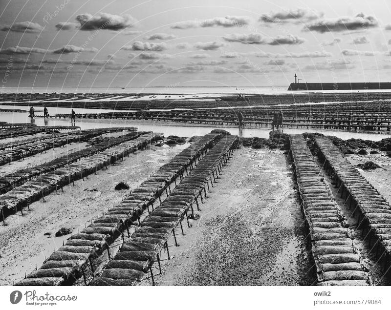 Trockendocks Austernzucht Küste Austernbänke freigelegt trockengelegt Gezeiten Arbeitsplatz tidenabhängig Ebbe Fischereiwirtschaft Aquakultur Meeresfrüchte