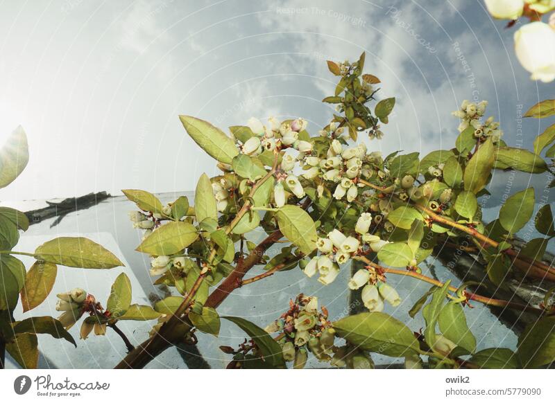 Heidelbeerblüten Heidelbeerpflanze Blüten blühend Frühling Natur zart natürlich Pflanze Farbfoto Außenaufnahme Glaswand Gewächshaus Nahaufnahme Blick von unten