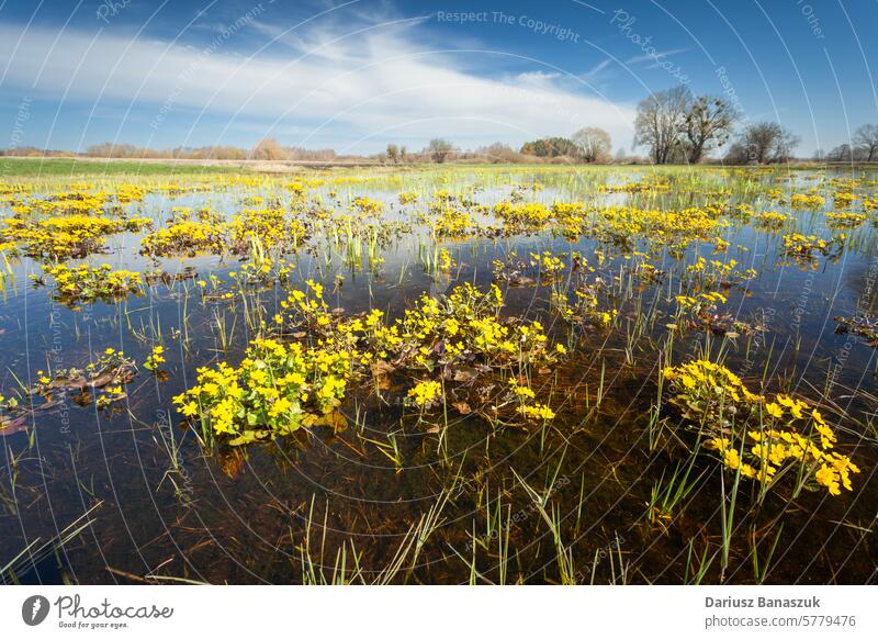 Gelbe Sumpfdotterblume auf einer Feuchtwiese, Ansicht März Blume Ringelblume Königsklasse Wasser nass Feuchtgebiet Sumpfgebiet Wildblume Wiese Natur Teich Blüte