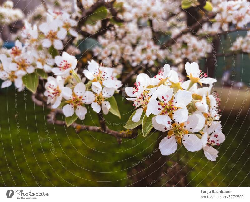 Nahaufnahme von zarten Birnbaumblüten Blüte Frühling Baum Natur Außenaufnahme Farbfoto grün weiß Umwelt Schwache Tiefenschärfe Blühend Garten Detailaufnahme Tag