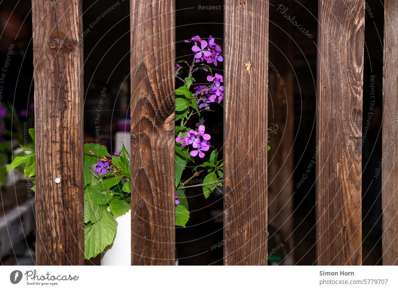 Pflanze mit violetten Blüten hinter einer Reihe von Holzlatten blühen Holzbretter nebeneinander schmücken natürlich Garten lila blühend gefangen hinter Gittern