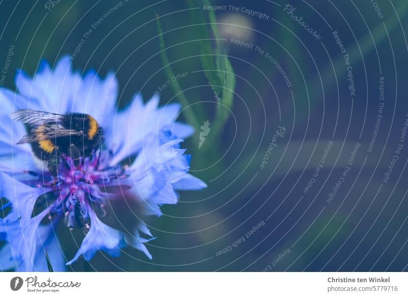 summ, summ, summ | Klangmalerei Hummel Kornblume Bombus terrestris Erdhummel Pollen Natur Tier Insekt Blüte Pollen sammeln Flügel Nektar Sommer Makroaufnahme