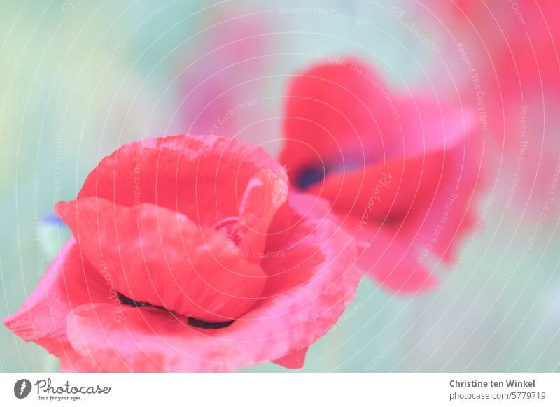 wenn der Klatschmohn wieder blüht Mohn Mohnblüten Mohnliebe Sommer sommerlich zart helle Farben blühend Poesie Blütenblätter besonders elegant rosa Frühsommer
