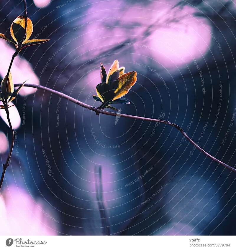 Frühlingszweig in einem verzauberten Wald Zweig Blätter lila violett zart zauberhaft junge Blätter Zauber Traum träumerisch Licht Lichteinfall dunkelblau