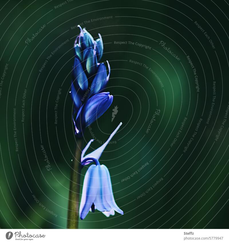 Bluebell - geschützte Pflanze Hasenglöckchen Blume Blüte blau Glockenblüte blaue Blume Frühlingsblüte Frühlingsblumen Wildblumen Wildpflanzen Blütenknospen fein