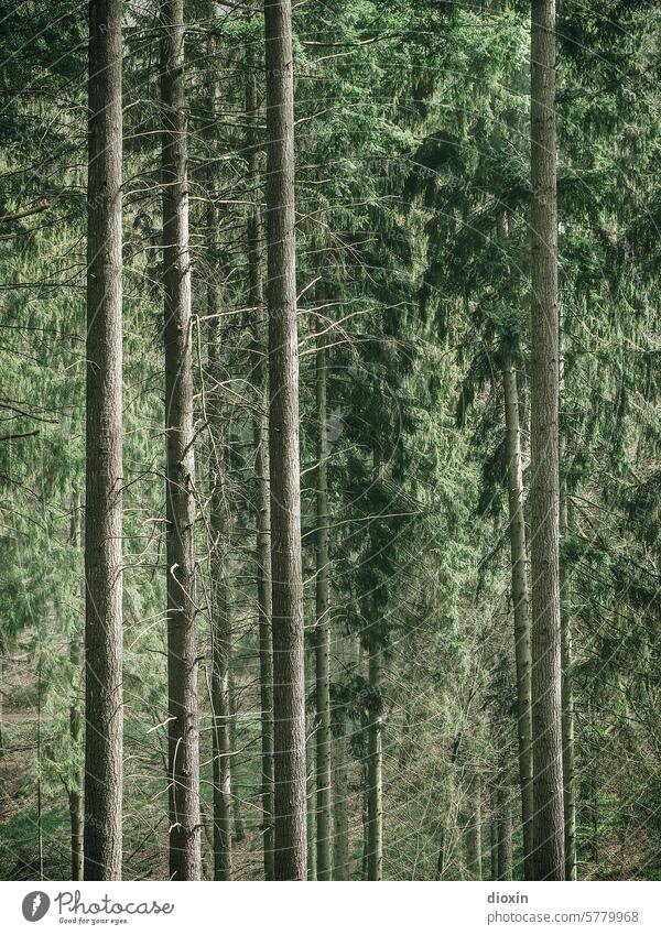 Pfälzerwald, Detailaufnahme Wald Baum Frühling Licht grüne Blätter Natur Menschenleer Lichtblick Jahreszeiten Mischwald Fernweh waldgebiet Waldspaziergang