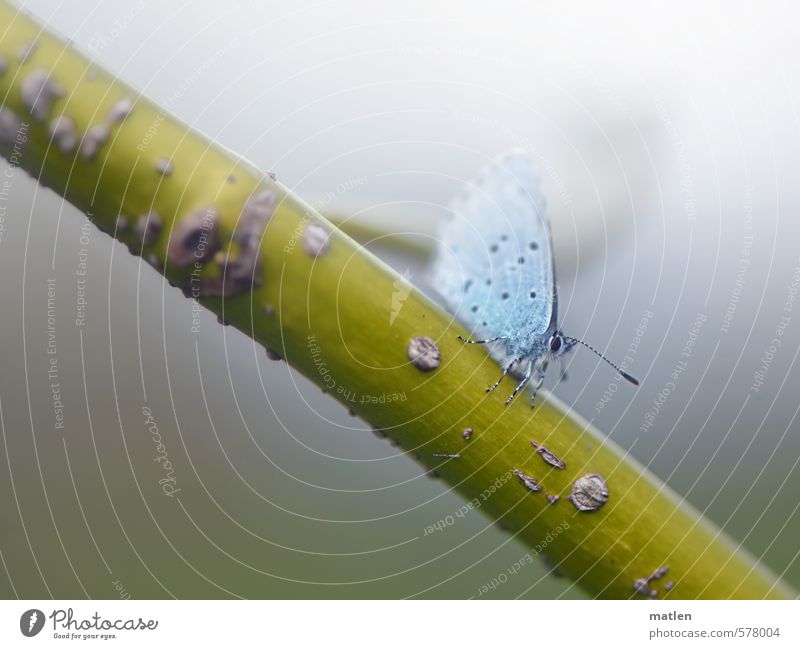 Winzling Natur Herbst Wetter schlechtes Wetter Nebel Tier Schmetterling Flügel 1 kalt blau grau grün Verspätung Weidenzweig Zwerg Farbfoto Außenaufnahme